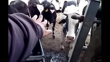 Jouer Vaches au champ et sur le pont voir les détails sur la version courte du 16 juin 2021